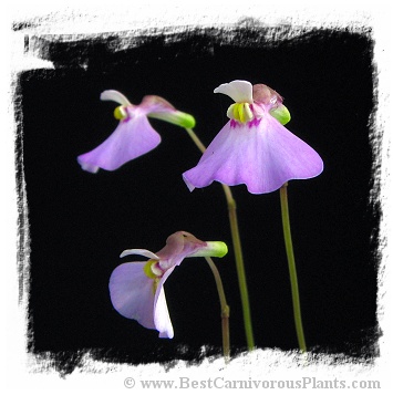 Utricularia uniflora {reflex lower corolla}